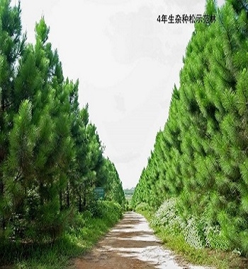 凯发·k8(国际) - 一触即发·官方网站